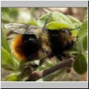 Mallota fuciformis - Schwebfliege 01.jpg